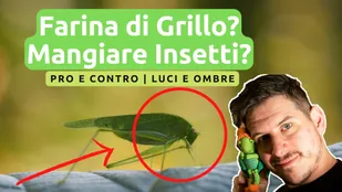 Farina di Grillo in Europa e in Italia: mangiare insetti fa male?