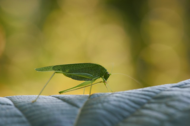 Acheta Domesticus