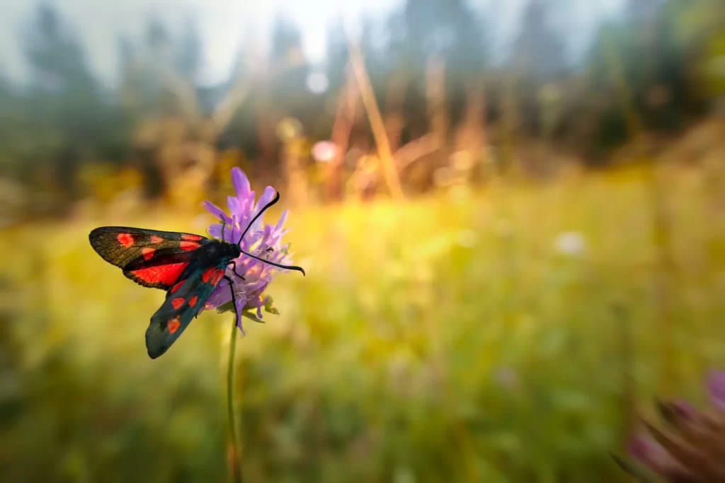 Lepidottera Zygaena