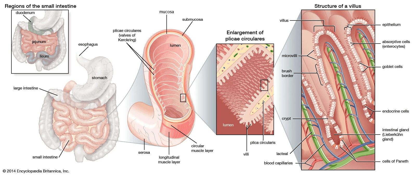 mucosa-intestino-alcool