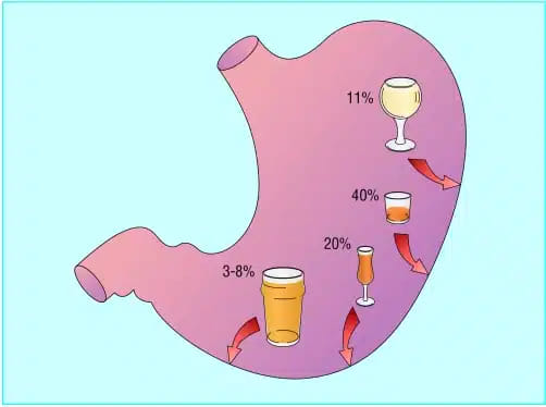 Assorbimento alcool stomaco